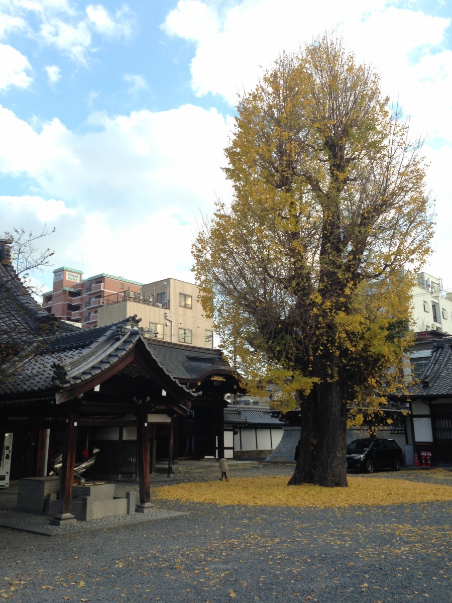 japan9-d653b2e7721df6b7b7c44821eef1a626